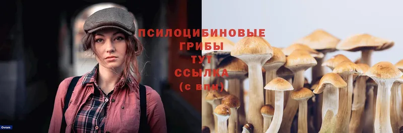 сколько стоит  мориарти наркотические препараты  Псилоцибиновые грибы Magic Shrooms  Кола 